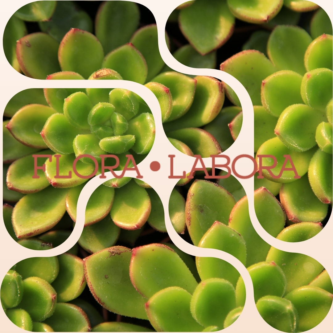 Brand Flora et Labora