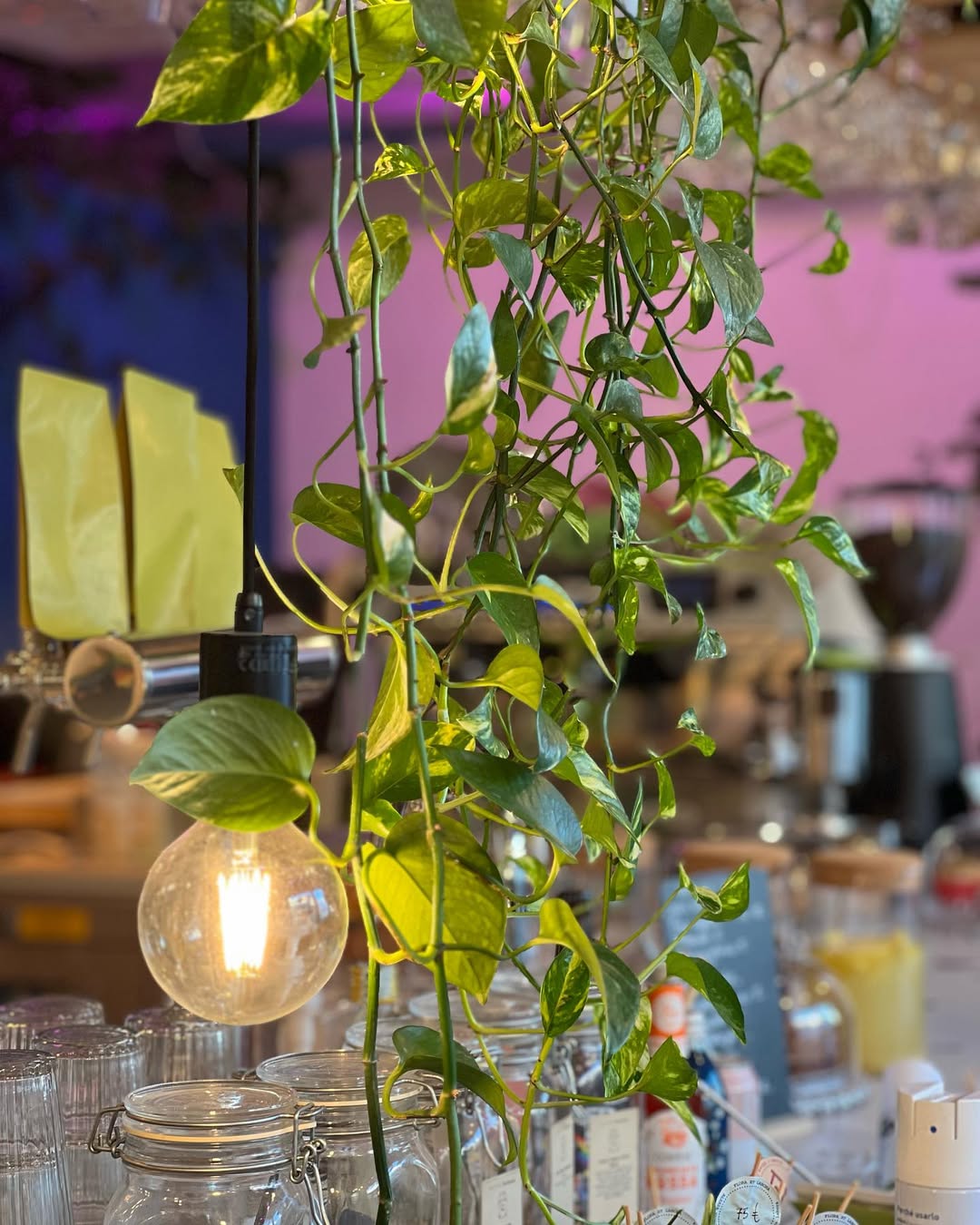 Bancone cafe botanico con piante verdi Flora et Labora Milano