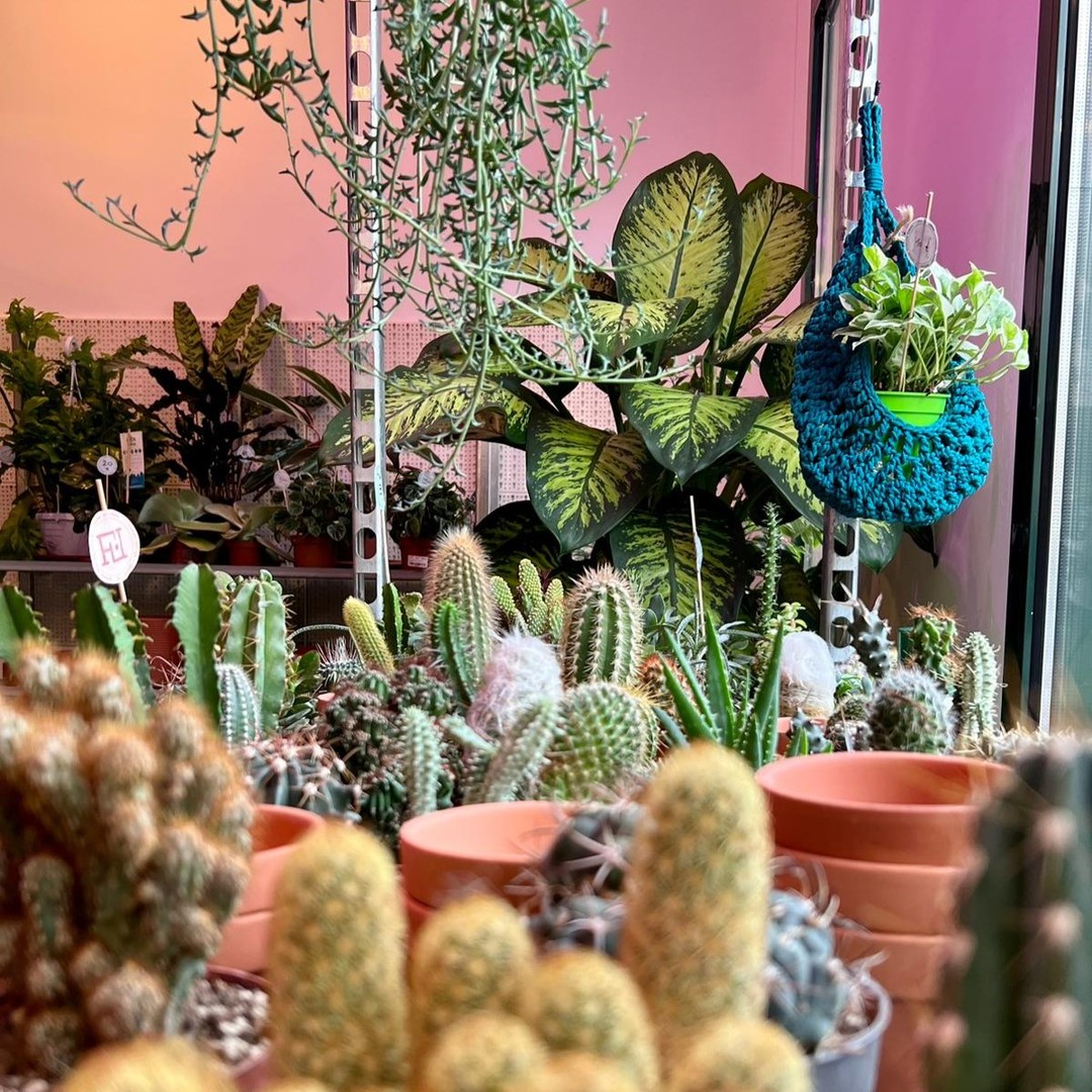 Selezione piante tropicali in vendita da Flora et Labora, cafe botanico Navigli Milano